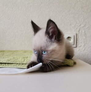 Іграшки для кошенят